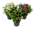 Sommerblomster mix 21 cm potte